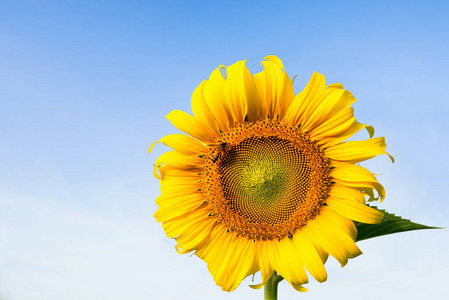 蜜蜂吮吸美丽的黄色向日葵的花蜜, 在明亮的早晨与蓝天