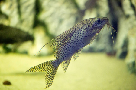 在水族馆的美丽五颜六色的鱼儿