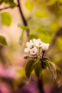 美丽的芽梨