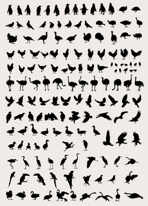 鸟和家禽的轮廓