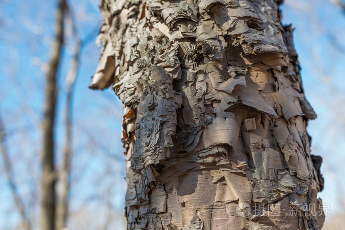 白桦树皮特写
