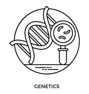 dna分析具有 dna 螺旋内微生物的放大镜给 dna 分析提供意义照片