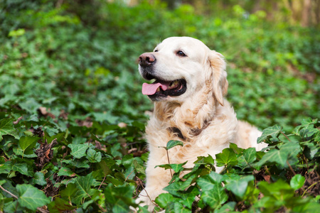 年轻的金黄猎犬狗坐在春天绿色常春藤草在公园