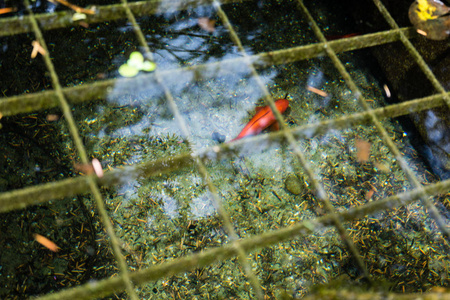 池塘中的鱼与水反射在公园附近看见了