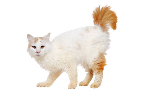 蓬松的白色猫图片-蓬松的白色猫素材-蓬松的白色猫插画-摄图新视界