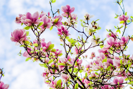 玉兰树上开花图片