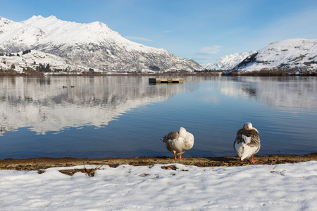 在新西兰的冬天湖面上鸭