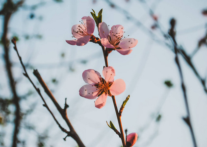 桃花在花园里