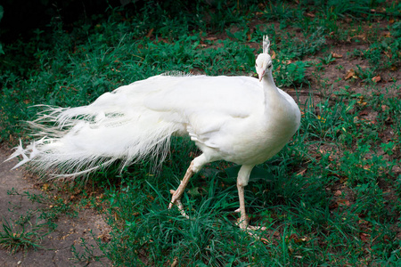 雪白鸟孔雀 peahen 与皇冠漫步在动物园的绿草上