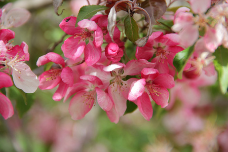 粉红色的花朵，海棠树的树枝上