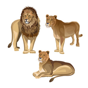 狮子与两只母狮。在白色背景上隔离的矢量插图