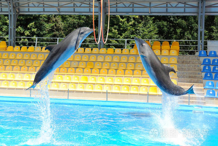 通过一个圆环跳跃的海豚