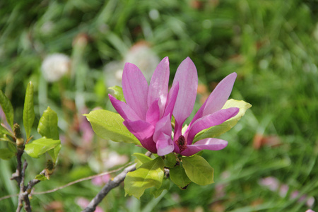 玉兰树枝, 粉红色花