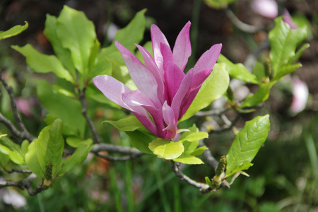 玉兰树枝, 粉红色花