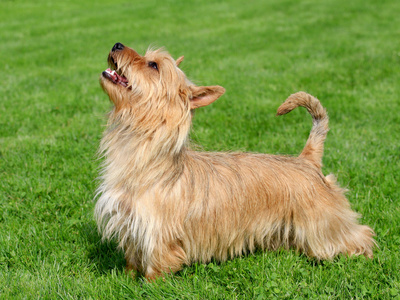 典型的澳大利亚丝滑小猎犬在花园里