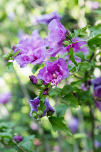 芙蓉灌木盛开着紫色的花朵在花园芙蓉木槿薰衣草雪纺