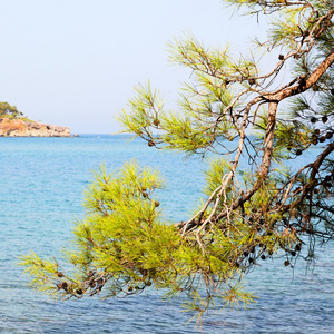 松树植物和树木在地中海看到土耳其欧洲