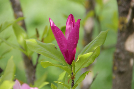 玉兰树枝, 粉红色花