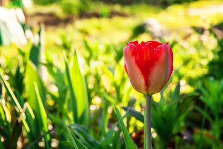 花红色郁金香开始开花芽。灵感自然花卉春天或夏季盛开的花园或公园在柔和的阳光下和模糊的散景背景。多彩绽放的生态自然景观