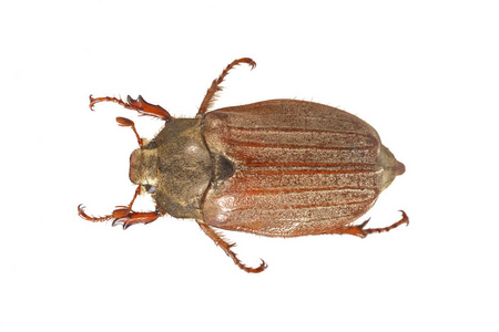 金龟子或 5 月在白色背景上的 bug (大栗大栗)男性发泄出来,鳃角金龟