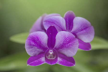 特写新鲜兰花花