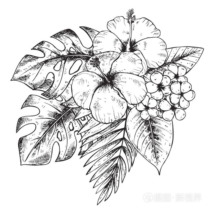 黑色和白色手绘制图形的热带植物