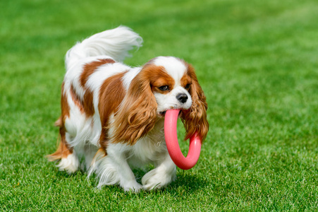 在绿色的原野上玩的骑士查理王猎犬