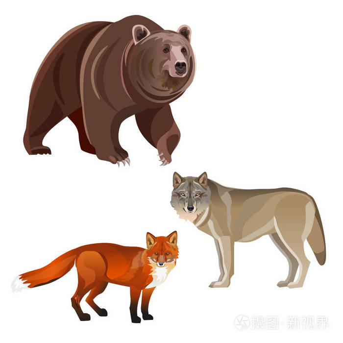 食肉动物 棕熊 灰狼和红狐 白色背景上的矢量插图插画 正版商用图片0qdun1 摄图新视界 食肉动物 棕熊 灰狼和红狐 白色背景上的矢量插图插画 正版商用图片0qdun1 摄图新视界