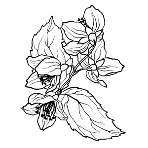 vcector 插图中的茉莉花树枝着色页面写实设计风格