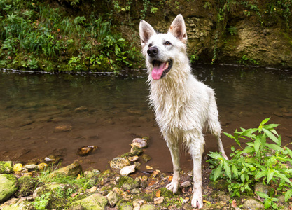 湿白瑞士牧羊犬在湖里游泳后