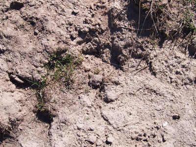 褐色土壤纹理背景与痕迹和一束草。地面表面的顶部视图。关闭顶部的污垢和石头的看法。文本空间。地球背景的一部分。足迹阳光拍摄