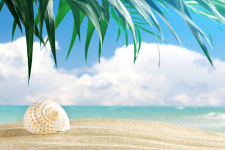 海贝壳在美丽的大海风景背景图片