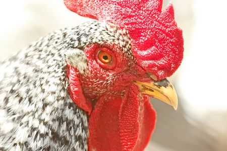 花斑的羽毛成人有斑点的公鸡照片