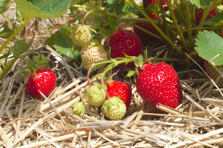 草莓田特写有机水果农场