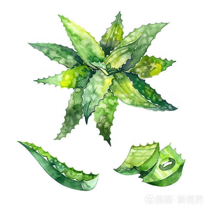 芦荟精华素.手绘水彩绘画.白色背景上的插图