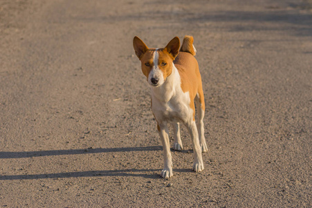 Basenji 狗站在柏油路上, 带着兴趣看着