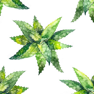 水彩多汁芦荟.原手绘水彩画在白色隔离芦荟精华素.手绘水彩绘画.