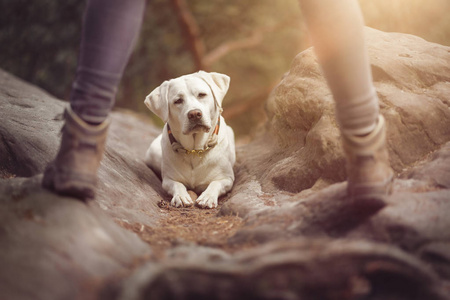 年轻可爱的快乐拉布拉多猎犬犬狗在大自然外