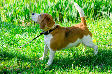 春天的 beagle 犬照片