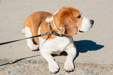 春天的 beagle 犬照片