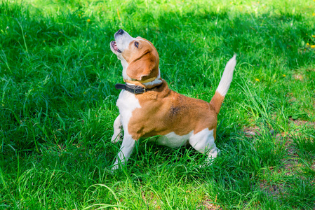 春天的 beagle 犬照片