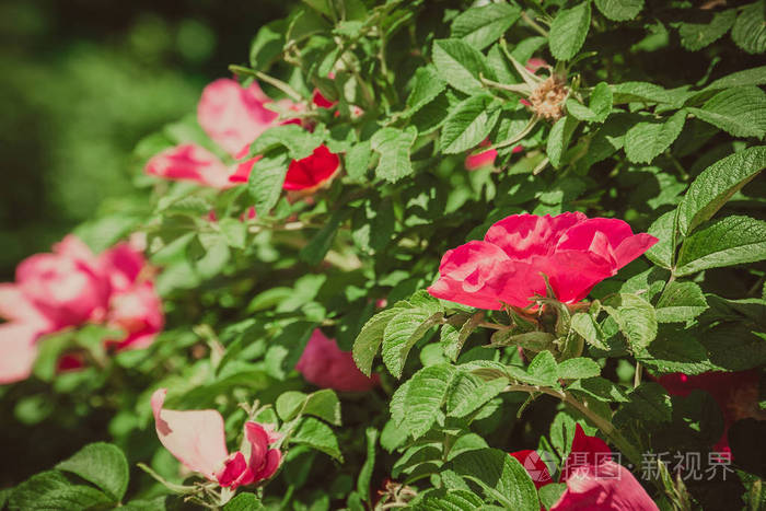 盛开的荆棘花, 在灌木丛中鲜艳的粉红色的颜色, 过滤