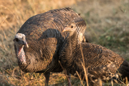 野生火鸡母鸡与婴儿或 poult 在梯级 siskiyou 国家纪念碑.