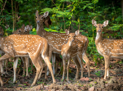 西卡或斑点鹿群在丛林中。野生动物和动物照片。日鹿鹿日本