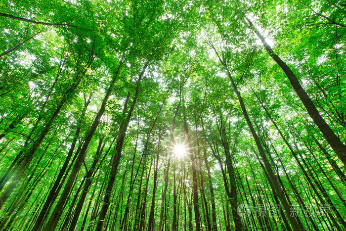 森林树木.自然绿色木阳光背景