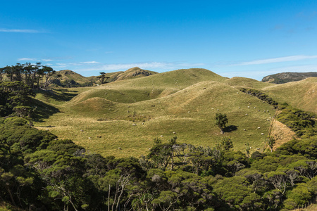 bergslandskap i Nya Zeeland在新西兰山风景