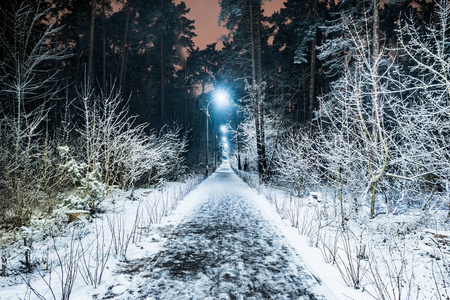 树木覆盖着雪在冬天的夜晚