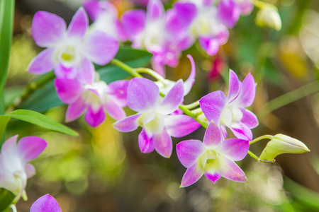 美丽的粉红色兰花花