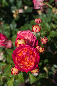 两朵盛开的美丽五颜六色的玫瑰在花园背景下