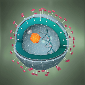 3d. 用 dna细胞核和受体分析肝炎病原体的剖面图